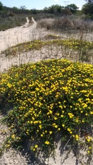 Lampranthus explanatus