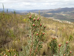 Leucadendron rubrum