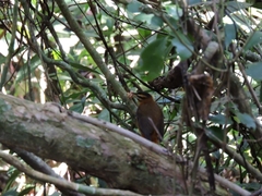 Philydor atricapillus