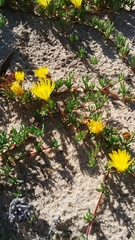 Lampranthus explanatus