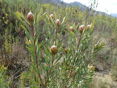 Leucadendron rubrum