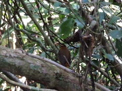 Philydor atricapillus