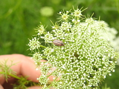 Disonycha bicarinata