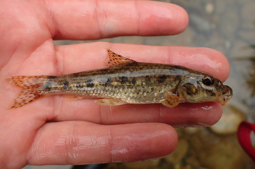 Languedoc Gudgeon