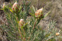 Leucadendron rubrum