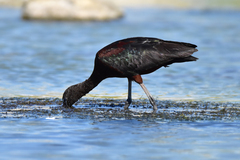 Plegadis falcinellus