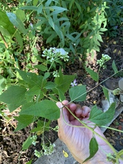 Ageratina altissima