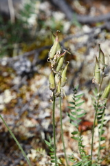 Oxytropis czekanowskii