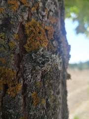 Evernia prunastri