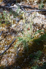 Oxytropis czekanowskii