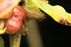 Ampelomyia vitiscoryloides