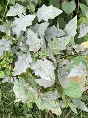 Golovinomyces cichoracearum