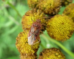 Stictopleurus abutilon