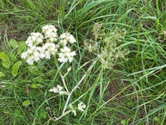 Anthriscus sylvestris