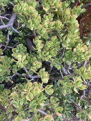 Crassula ovata