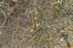 Melolobium candicans
