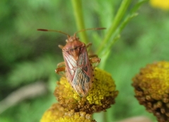 Stictopleurus abutilon