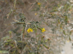 Melolobium candicans