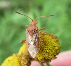 Stictopleurus abutilon