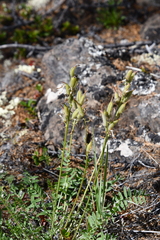 Oxytropis czekanowskii