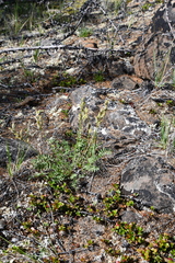 Oxytropis czekanowskii