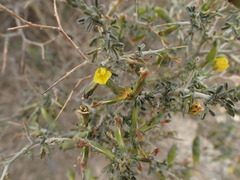 Melolobium candicans