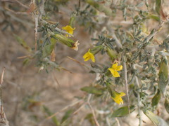 Melolobium candicans