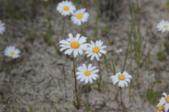 Brachyscome iberidifolia