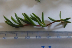 Lampranthus explanatus