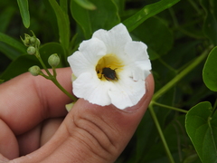 Amphilophium carolinae