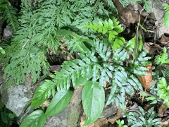 Pteris dispar