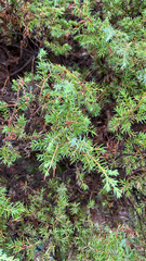 Juniperus communis