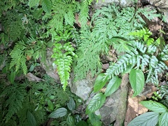 Pteris dispar