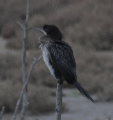 Microcarbo pygmaeus