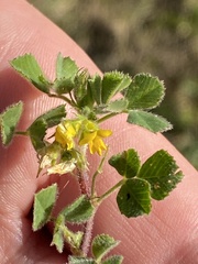 Medicago truncatula
