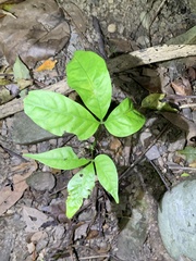 Crateva adansonii formosensis