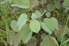 Abutilon pannosum