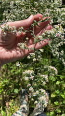 Symphyotrichum lateriflorum