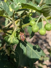 Spilostethus furcula