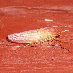 Gyponana