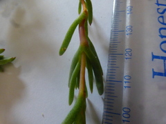 Lampranthus explanatus