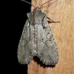 Lithophane disposita