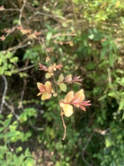 Lagerstroemia subcostata