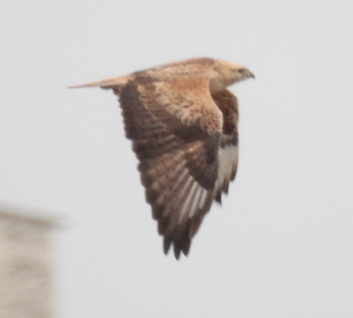 Busardo moro (Buteo rufinus)