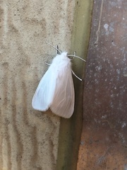 Erebidae