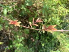 Lagerstroemia subcostata