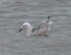 Chroicocephalus genei