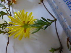 Lampranthus explanatus