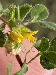 Medicago truncatula
