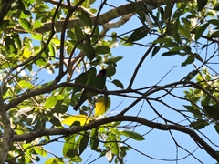 Tangara cyanocephala